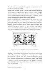 Gyvybės medis 5 puslapis