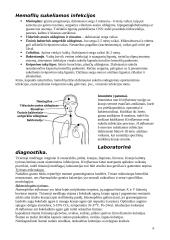 Gentis Haemophilus 6 puslapis
