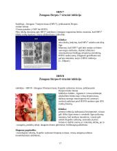 Herpes virusai 12 puslapis