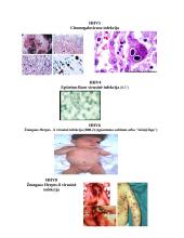 Herpes virusai 16 puslapis