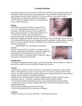 Herpes virusai 7 puslapis
