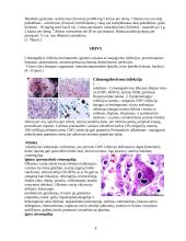 Herpes virusai 8 puslapis