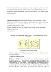 Išnirimai 6 puslapis