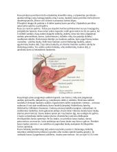 Kasos organas (pancreas) 3 puslapis