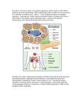 Kasos organas (pancreas) 4 puslapis