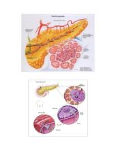 Kasos organas (pancreas) 5 puslapis