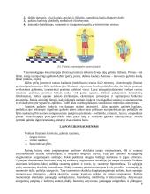 Kineziterapijos poveikis žmogaus organizmo sistemoms 9 puslapis