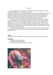 Laimo liga. Epidemiologija. Klinika. Profilaktika 3 puslapis