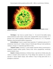 Mikrobiologiniai tyrimai: hepatitas A 3 puslapis