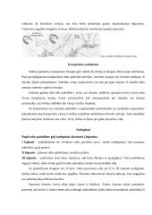 Pirmoji pagalba traumų atveju 6 puslapis