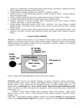 Energoentropinis ontologijos sąvokų žodynėlis 4 puslapis