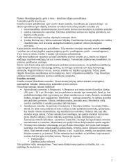 Estetikos objektas 2 puslapis