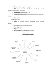 Pedagogika ir jos objektas 13 puslapis