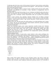 Protokolo ir etiketo teorija egzaminui 20 puslapis