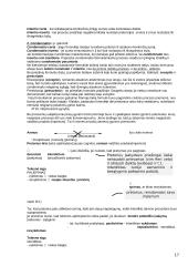 Romėnų civilinė teisė ir sistema 17 puslapis