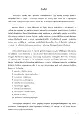 Civilizacijos įtampos Lietuvoje 2 puslapis