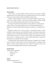 Strategijos parengimas: automobilių remontas UAB "Narvija" 6 puslapis