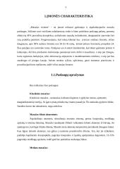 Verslo planas: gydomojo ir atpalaiduojančio masažo paslaugos "Masažas visiems" 3 puslapis