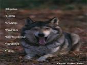 Baltijos šalių gamta 2 puslapis