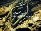 Bežandžiai (agnatha) 13 puslapis