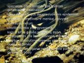 Bežandžiai (agnatha) 15 puslapis