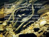 Bežandžiai (agnatha) 17 puslapis