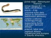 Bežandžiai (agnatha) 18 puslapis