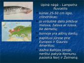 Bežandžiai (agnatha) 19 puslapis