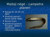 Bežandžiai (agnatha) 20 puslapis