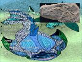 Bežandžiai (agnatha) 9 puslapis