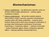 Galvinės pirmeigos užpakalinis vaizdas 4 puslapis