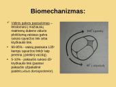 Galvinės pirmeigos užpakalinis vaizdas 5 puslapis