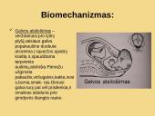 Galvinės pirmeigos užpakalinis vaizdas 6 puslapis