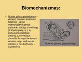 Galvinės pirmeigos užpakalinis vaizdas 7 puslapis