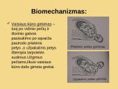 Galvinės pirmeigos užpakalinis vaizdas 8 puslapis