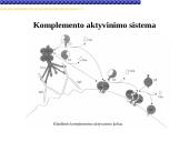 Imunoglobulinai 13 puslapis