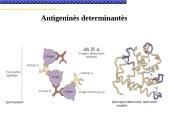 Imunoglobulinai 3 puslapis