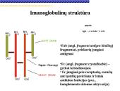 Imunoglobulinai 7 puslapis
