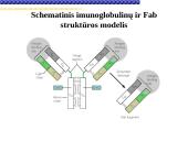 Imunoglobulinai 8 puslapis