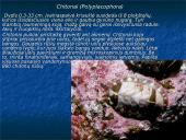 Moliuskai, moliuskų rūšys 2 puslapis