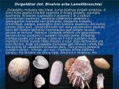 Moliuskai, moliuskų rūšys 3 puslapis