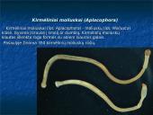 Moliuskai, moliuskų rūšys 4 puslapis