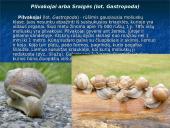 Moliuskai, moliuskų rūšys 5 puslapis