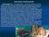 Moliuskai, moliuskų rūšys 6 puslapis