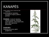 Narkotikai. Nuo A iki Z 6 puslapis