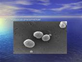 Pneumonija 6 puslapis