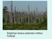 Rūgštūs lietūs, kaip globalinio aplinkos taršos problema 13 puslapis