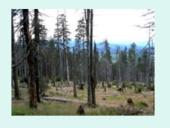 Rūgštūs lietūs, kaip globalinio aplinkos taršos problema 14 puslapis