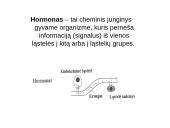 Steroidiniai hormonai 2 puslapis