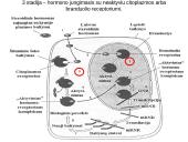 Steroidiniai hormonai 11 puslapis